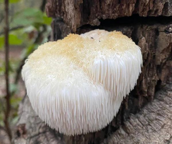 15 Health Benefits of Lion's Mane Mushroom - Clarityfy