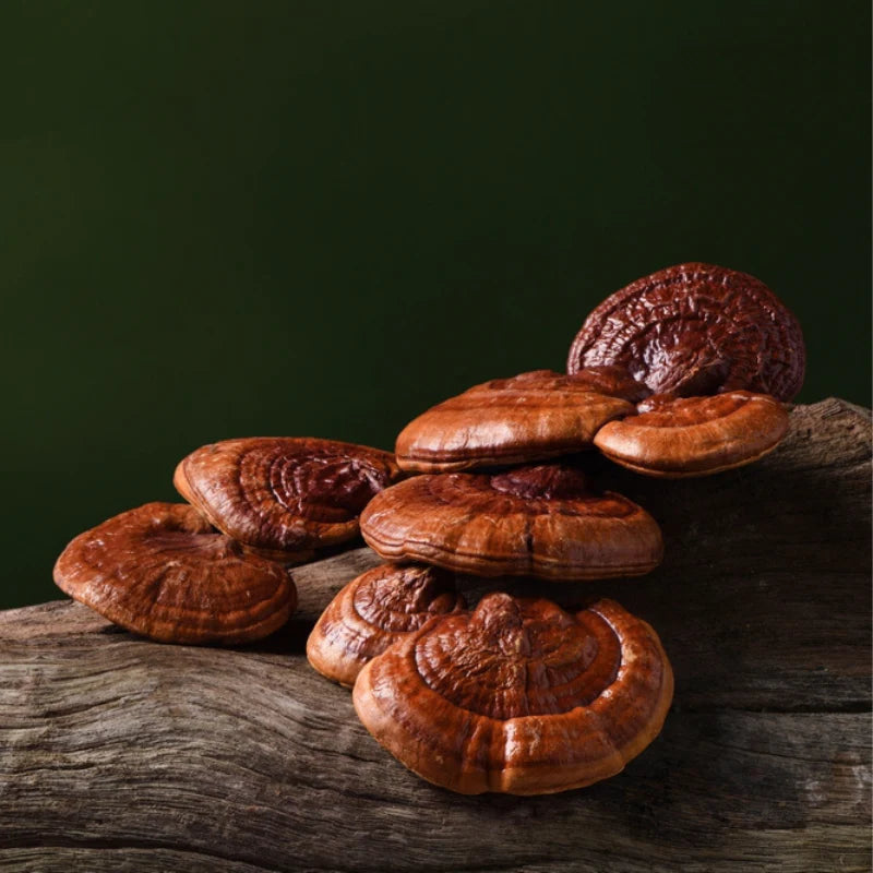 Reishi Mushroom | Clarityfy