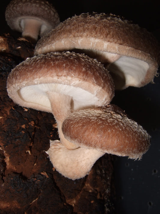 Unlocking the Wonders of Shiitake Mushroom: A Comprehensive Exploration