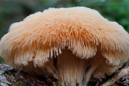 Lion's Mane Mushroom | Clarityfy