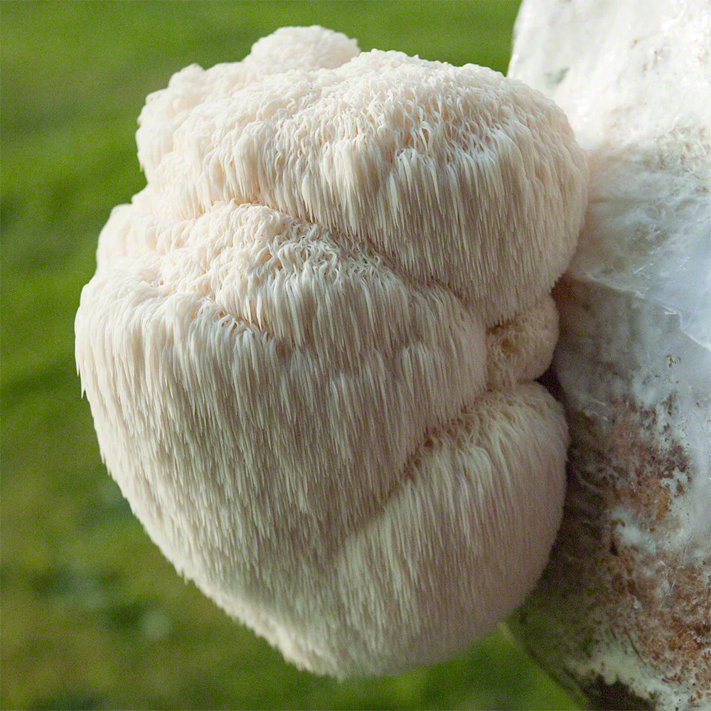 Sharpen Your Mind: Check Out The Potential of Lion's Mane Mushroom